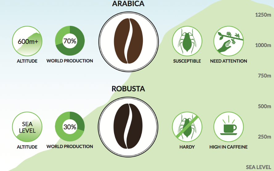 arabica robusta jellemzők
