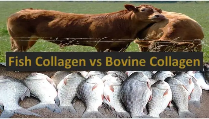 A kollagén típusai - Mi a különbség a marhakollagén, a csirkekollagén és a halkollagén között?