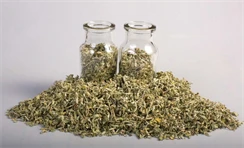 damiana tea