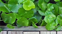 gotu kola